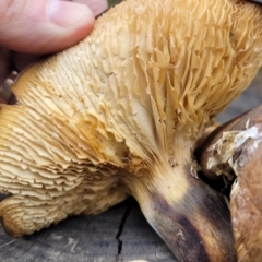 Gymnopilus sp. at Wombeyan Caves, NSW - 31 May 2023