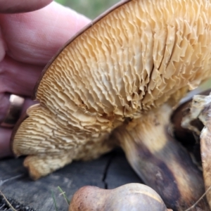 Gymnopilus sp. at Wombeyan Caves, NSW - 31 May 2023