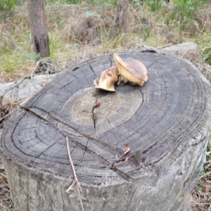 Gymnopilus sp. at Wombeyan Caves, NSW - 31 May 2023 11:37 AM