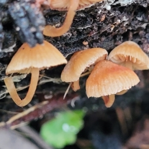 zz agaric (stem; gills not white/cream) at Mares Forest National Park - 31 May 2023