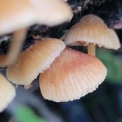 zz agaric (stem; gills not white/cream) at Mares Forest National Park - 31 May 2023