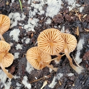 zz agaric (stem; gills not white/cream) at Mares Forest National Park - 31 May 2023