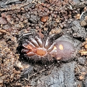 Atrax or Hadronyche sp. (genus) at Wombeyan Caves, NSW - 31 May 2023