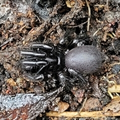 Atrax or Hadronyche sp. (genus) at Wombeyan Caves, NSW - 31 May 2023