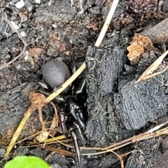 Atrax or Hadronyche sp. (genus) at Wombeyan Caves, NSW - 31 May 2023