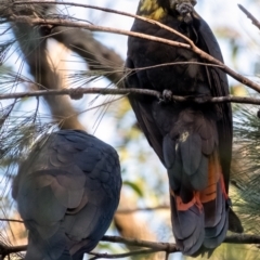 Calyptorhynchus lathami lathami (Glossy Black-Cockatoo) at Penrose, NSW - 30 May 2023 by Aussiegall