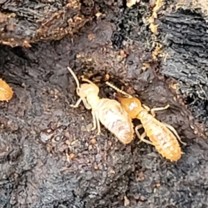 Nasutitermes sp. (genus) at Wombeyan Caves, NSW - 31 May 2023