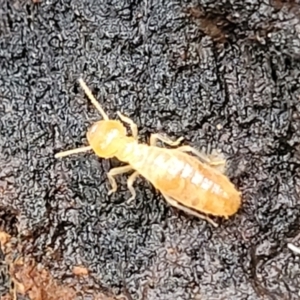 Nasutitermes sp. (genus) at Wombeyan Caves, NSW - 31 May 2023