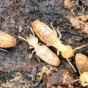 Nasutitermes sp. (genus) at Wombeyan Caves, NSW - 31 May 2023