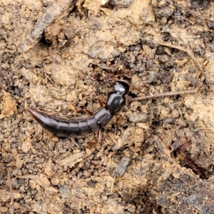 Pinophilini sp. (tribe) at Wombeyan Caves, NSW - 31 May 2023