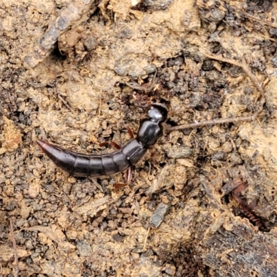 Pinophilini sp. (tribe) (A rove beetle) at Wombeyan Caves, NSW - 31 May 2023 by trevorpreston