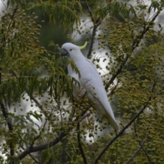 Cacatua galerita (Sulphur-crested Cockatoo) at Isabella Pond - 31 May 2023 by RodDeb
