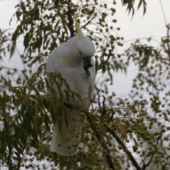 Cacatua galerita at Monash, ACT - 31 May 2023 02:00 PM