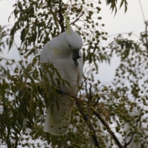 Cacatua galerita at Monash, ACT - 31 May 2023 02:00 PM