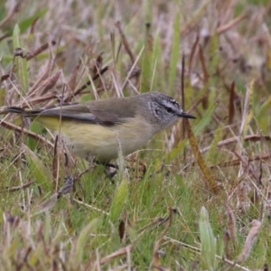 Acanthiza chrysorrhoa at Monash, ACT - 31 May 2023