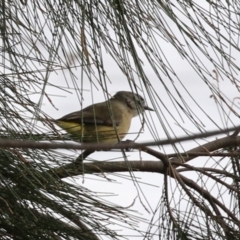 Acanthiza chrysorrhoa at Monash, ACT - 31 May 2023