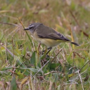 Acanthiza chrysorrhoa at Monash, ACT - 31 May 2023