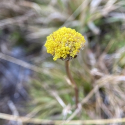 Craspedia sp. (Billy Buttons) at Rendezvous Creek, ACT - 31 May 2023 by AJB