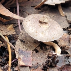 Lepiota s.l. at Wombeyan Caves, NSW - 31 May 2023 by trevorpreston