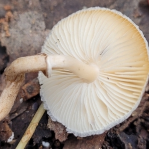 Lepiota s.l. at Wombeyan Caves, NSW - 31 May 2023