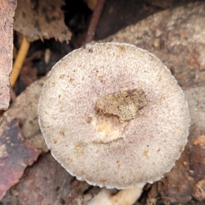 Lepiota s.l. at Wombeyan Caves, NSW - 31 May 2023