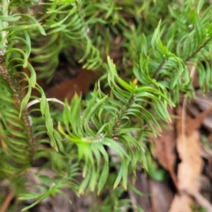 Lomandra obliqua (Twisted Matrush) at Wombeyan Caves, NSW - 31 May 2023 by trevorpreston