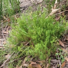 Lomandra obliqua at Wombeyan Caves, NSW - 31 May 2023