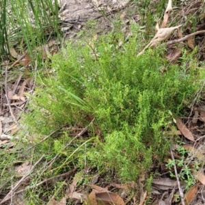 Lomandra obliqua at Wombeyan Caves, NSW - 31 May 2023 11:07 AM