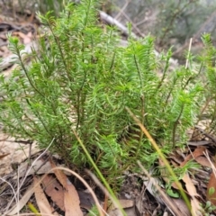 Lomandra obliqua at Wombeyan Caves, NSW - 31 May 2023