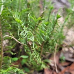 Lomandra obliqua at Wombeyan Caves, NSW - 31 May 2023 11:07 AM