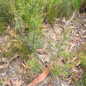 Podolobium ilicifolium at Wombeyan Caves, NSW - 31 May 2023 11:07 AM