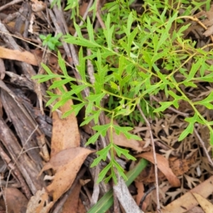 Lomatia silaifolia at Wombeyan Caves, NSW - 31 May 2023 11:00 AM