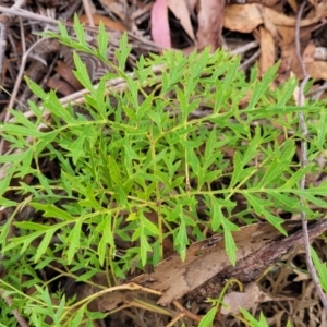 Lomatia silaifolia at Wombeyan Caves, NSW - 31 May 2023 11:00 AM