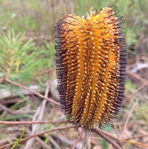 Banksia spinulosa at Wombeyan Caves, NSW - 31 May 2023