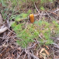 Banksia spinulosa at Wombeyan Caves, NSW - 31 May 2023