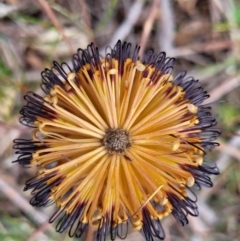 Banksia spinulosa at Wombeyan Caves, NSW - 31 May 2023