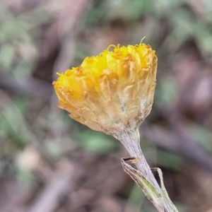 Coronidium scorpioides at Wombeyan Caves, NSW - 31 May 2023