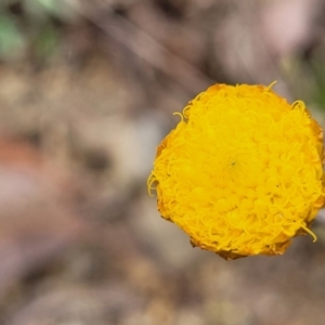 Coronidium scorpioides at Wombeyan Caves, NSW - 31 May 2023