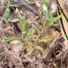 Coronidium scorpioides at Wombeyan Caves, NSW - 31 May 2023 10:56 AM