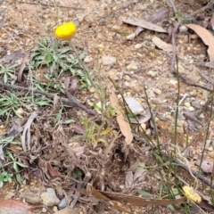 Coronidium scorpioides at Wombeyan Caves, NSW - 31 May 2023