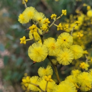 Acacia terminalis at Wombeyan Caves, NSW - 31 May 2023 10:55 AM