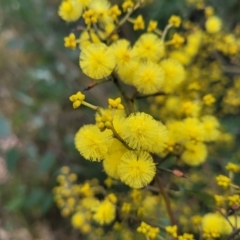 Acacia terminalis at Wombeyan Caves, NSW - 31 May 2023 10:55 AM