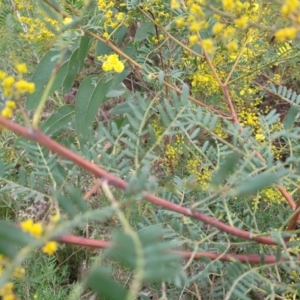 Acacia terminalis at Wombeyan Caves, NSW - 31 May 2023 10:55 AM