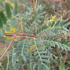 Acacia terminalis at Wombeyan Caves, NSW - 31 May 2023 10:55 AM