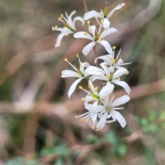 Bursaria spinosa (Native Blackthorn, Sweet Bursaria) at Wombeyan Caves, NSW - 31 May 2023 by trevorpreston