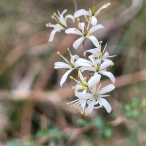 Bursaria spinosa at Wombeyan Caves, NSW - 31 May 2023 10:50 AM