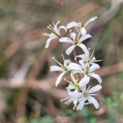 Bursaria spinosa at Wombeyan Caves, NSW - 31 May 2023