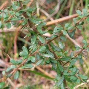 Bursaria spinosa at Wombeyan Caves, NSW - 31 May 2023 10:50 AM