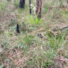 Bursaria spinosa at Wombeyan Caves, NSW - 31 May 2023 10:50 AM