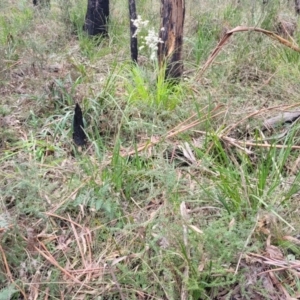 Bursaria spinosa at Wombeyan Caves, NSW - 31 May 2023 10:50 AM